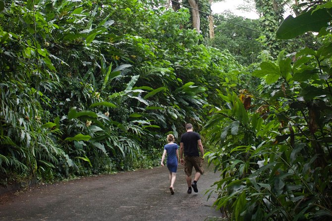 Manoa Falls Rainforest & Self-Guided Hike - Who should book this Manoa Falls outing?