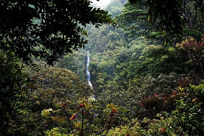 Manoa Waterfall Hike with Waikiki Pickup & Healthy Lunch - What the $107.10 price really buys you