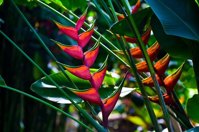 Manoa Waterfall Hike with Waikiki Pickup & Healthy Lunch - English service and the group atmosphere