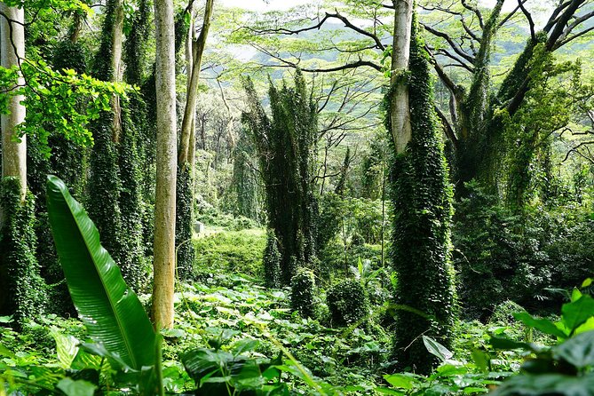 Manoa Waterfall Hike with Waikiki Pickup & Healthy Lunch - How hard is the hike?