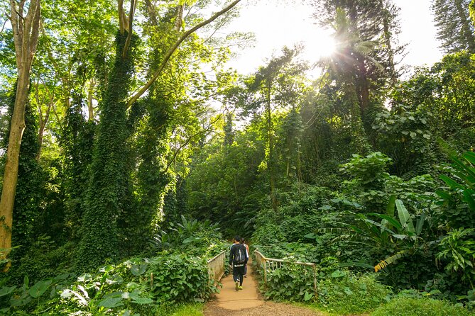 Manoa Waterfall Hike with Waikiki Pickup & Healthy Lunch - The Manoa Valley rainforest trail