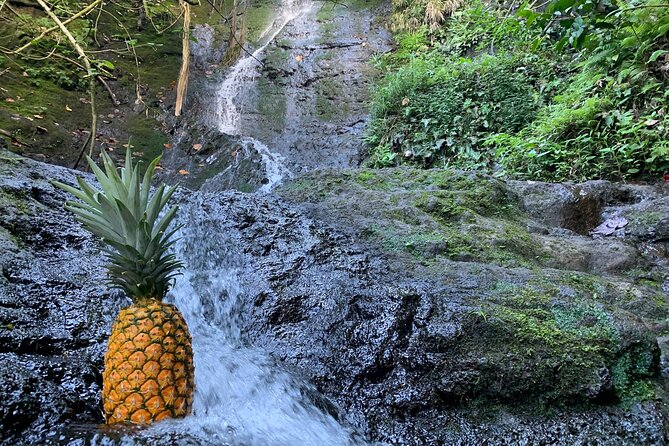 Nature Hike to Waterfall - Is $198 per person a fair price?
