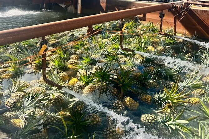 North Shore Dole Pineapple Farm Tour - Green World Coffee Farms starts the morning