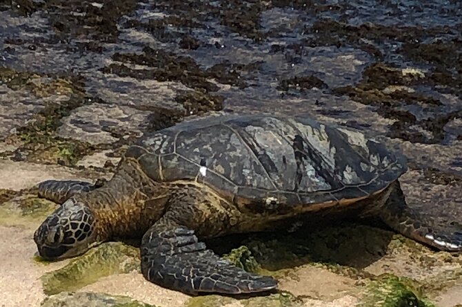 North Shore / Waimea, Falls Day & Swim with Turtles - Pickup, fitness, and what to bring