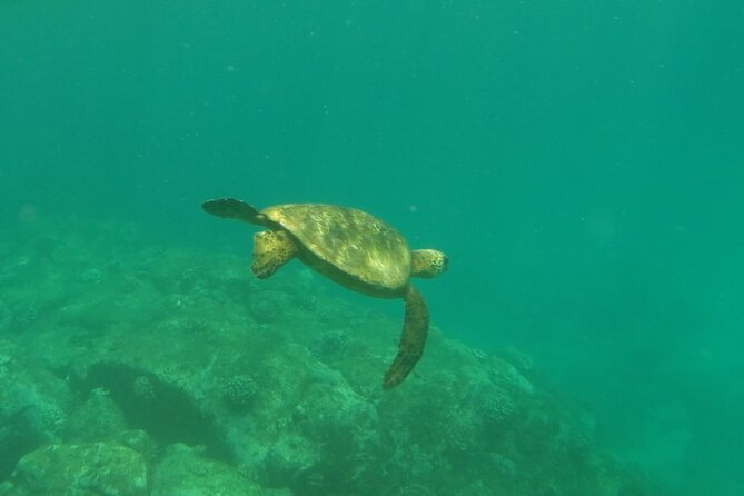 Northshore ocean adventure and circle islandJeep Tour- Guaranteed to see turtles - Haleiwa adds food, surf culture, and a town stop
