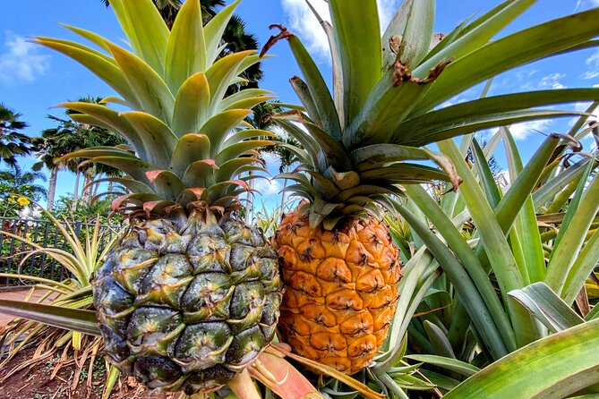 Oahu Circle Island Small Group Tour - Macadamia nuts, Kualoa, and Chinaman’s Hat