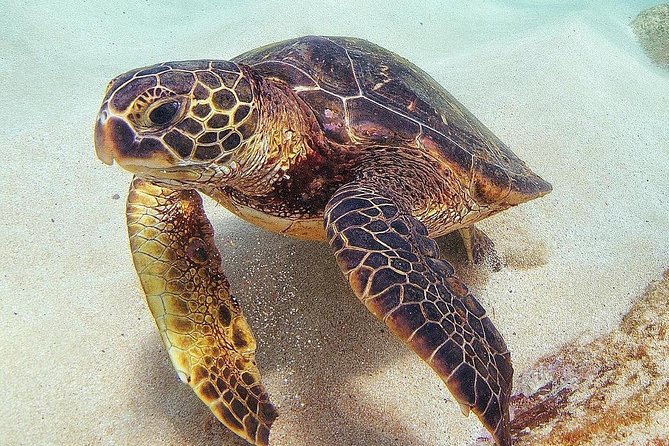 Oahu Circle Island Tour with Turtle Snorkeling— Small-Groups - Lunch at a Local Farm