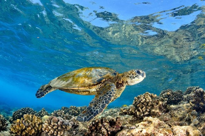 Oahu Circle Island Tour with Turtle Snorkeling— Small-Groups - North Shore Beaches: Sunset, Waimea, and Pipeline