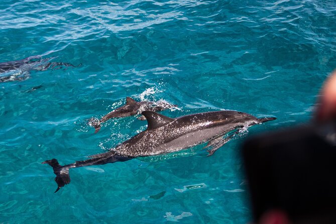 Oahu Dolphin and Snorkel Tour with Waikiki Pickup & Lunch - Dolphins, turtles, and a full morning on the water