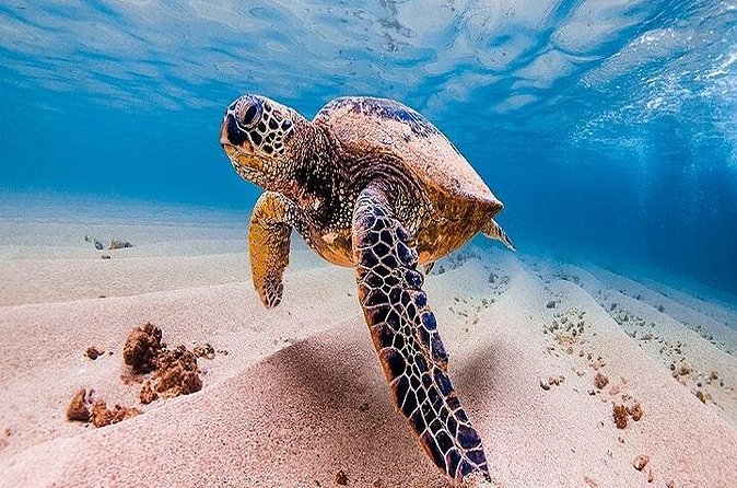 Oahu Grand Circle Island Tour Departing from Waikiki - Laniakea and the sea turtle question