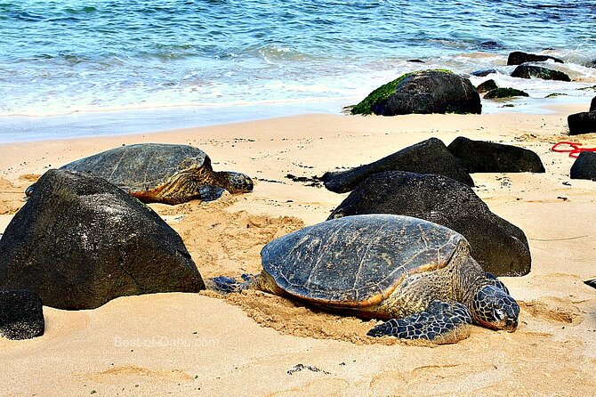 OAHU GRAND CIRCLE Waimea Waterfall, Turtle Beach, North Shore. - How flexible is the schedule?