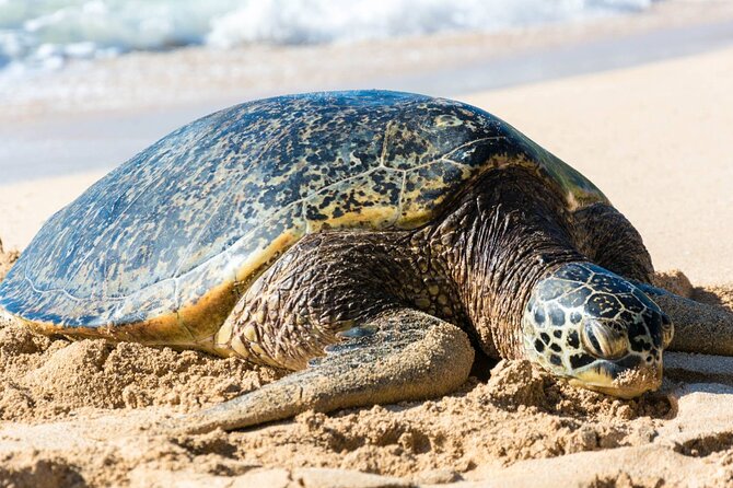 Oahu: Grand Tour Around Island 16 Locations plus Snorkeling - Diamond Head, Halona, and the southeast coast