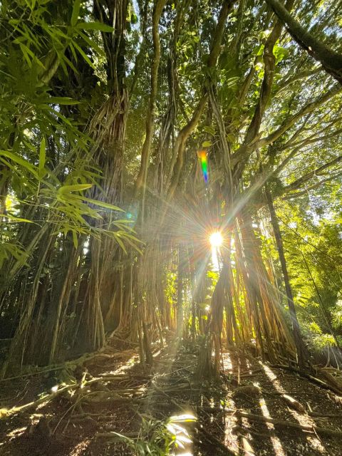 Oahu: Hidden Hawaii Waterfall Hike and Beach Tour - From Waikiki to Oahu’s forest