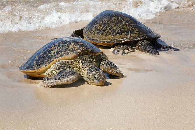 Oahu Island Photography Tour - North Shore surf and the midday food stop