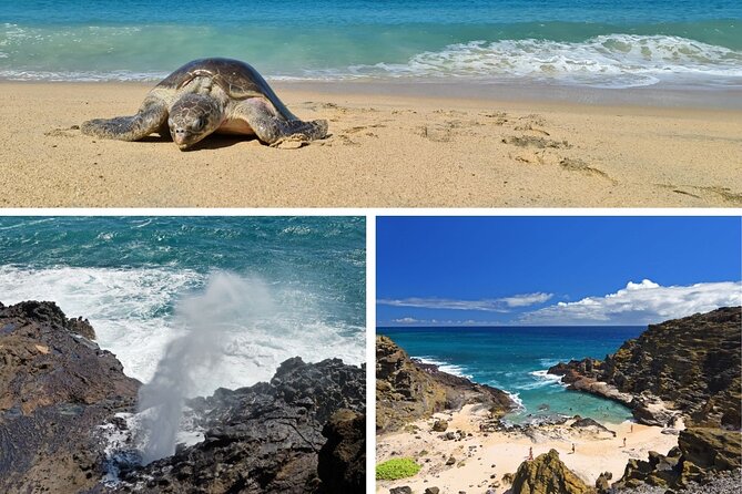 Oahu Island Tour: 13 ppl Max, Snorkel at Turtle Beach + Lunch - Diamond Head and Oahu’s southeastern coast