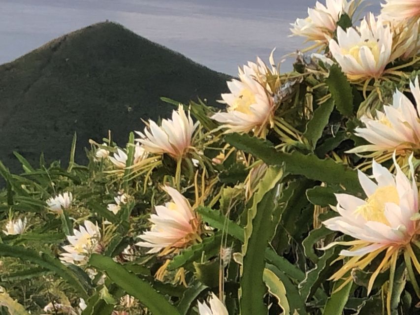 Oahu: Manoa Falls Hike and east side beach day - Kailua Beach is the day’s easygoing finish