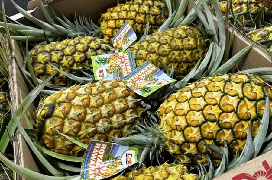 Oahu: North Shore Dole Pineapple Farm Tour - Key points to know before booking