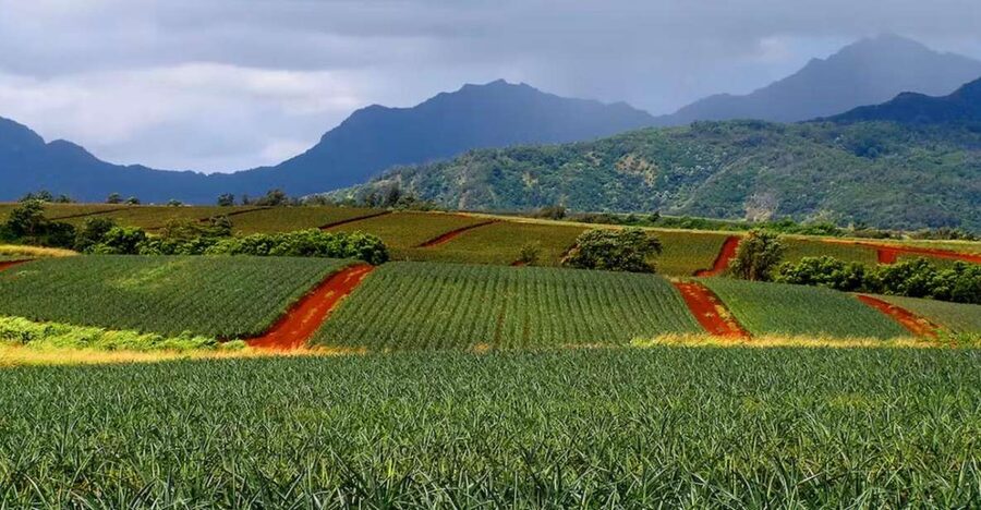 Oahu: North Shore Dole Pineapple Farm Tour - Coffee and breakfast at Greenworld Coffee Farm