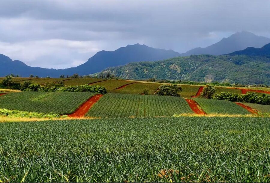 Oahu: North Shore Dole Pineapple Farm Tour - Pineapple tasting and the Royal Hawaiian Gold gift