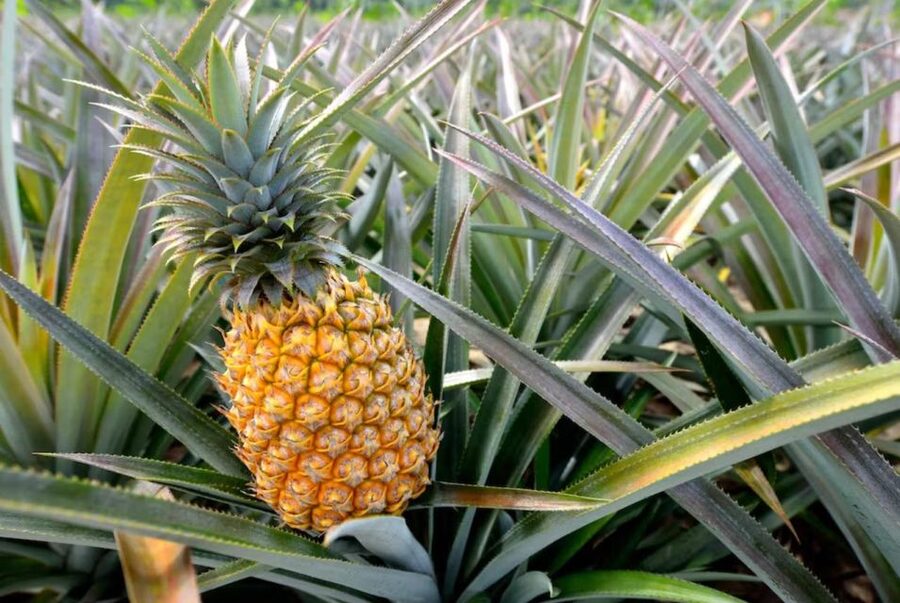 Oahu: North Shore Dole Pineapple Farm Tour - Early pickup from Waikiki and the trip inland