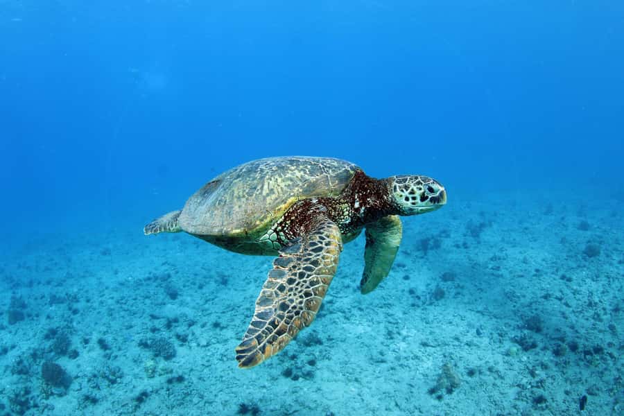 Oahu: Off road Stand-Up ATV and Sunset Snorkel Cruise - Guided snorkeling and possible sea turtles