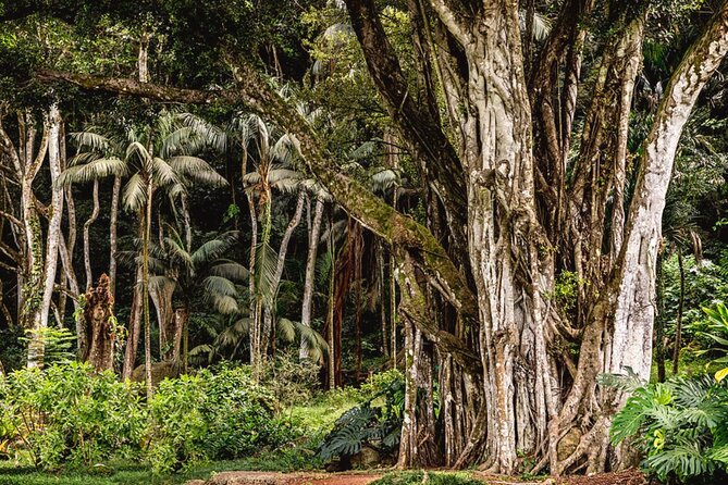 Oahu Private Tour North Shore, Waimea Falls and Dole Plantation - What Mayra adds to the day