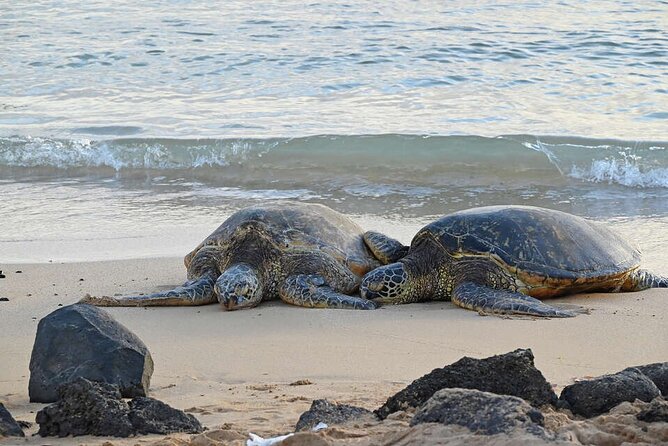 Oahu's Cheapest Circle Island Tour - One hour at Puaʻena Point Beach Park