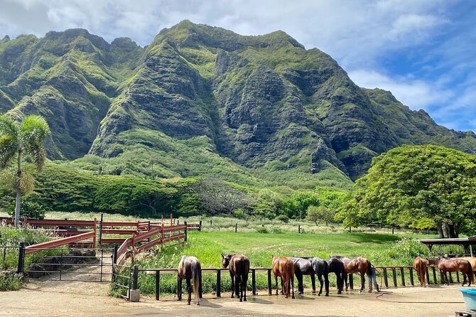 Oahu's Fun and Foodie Tour Groups of 5 or more Only! - Pineapples and Dole Whip at Dole Plantation