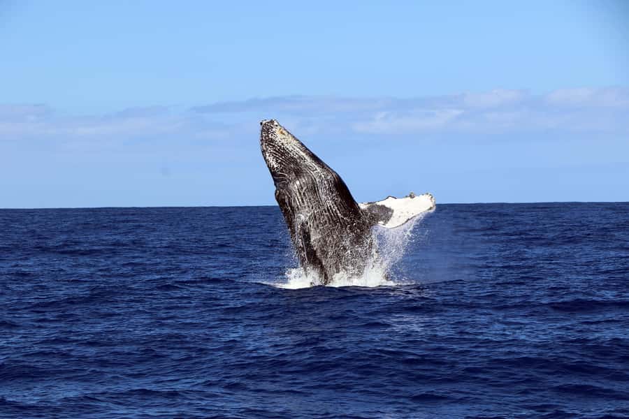 Oahu: Snorkeling & Dolphin Watch Cruise w/ Luau Style Buffet - Waikiki Pickup and Timing