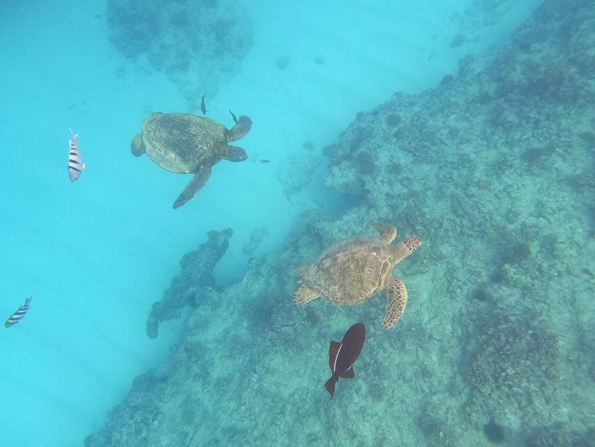 Oahu Snorkeling with Turtles, Water Scooter, Paddleboard - Snorkeling equipment is included, with one important warning