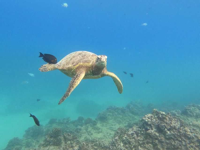 Oahu Snorkeling with Turtles, Water Scooter, Paddleboard - The electric water scooter is fun, but not a high-powered ride