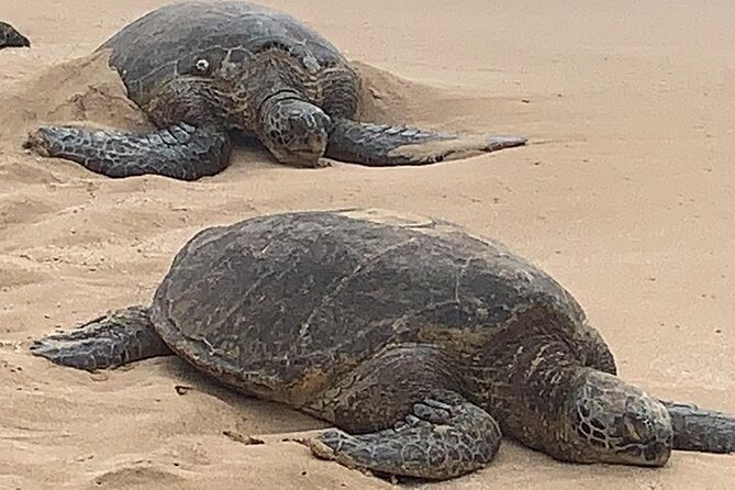 Oahu Ultimate Circle Island: 30 Spots, 10 Epic Stops - Dole Plantation: short visit, sweet reward