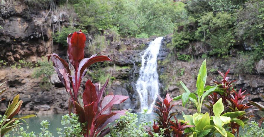 Oahu: Valley of Waimea Falls Swim & Hike with Lunch & Dole - Why Waimea Valley makes a fine full-day outing