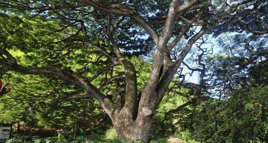 Oahu: Valley of Waimea Falls Swim & Hike with Lunch & Dole - Extra scenery and possible turtle sightings