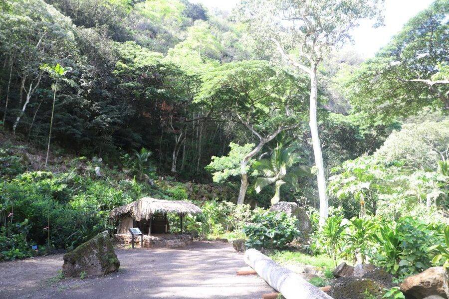 Oahu: Valley of Waimea Falls Swim & Hike with Lunch & Dole - Guides, transport, and the rhythm of the day
