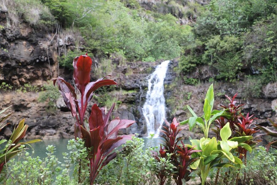 Oahu: Valley of Waimea Falls Swim & Hike with Lunch & Dole - Greenworld Coffee Farm starts the morning well