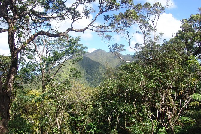 Oahu Volcanic Rainforest Hiking Adventure - Leaving Waikiki for the Ko’olau foothills