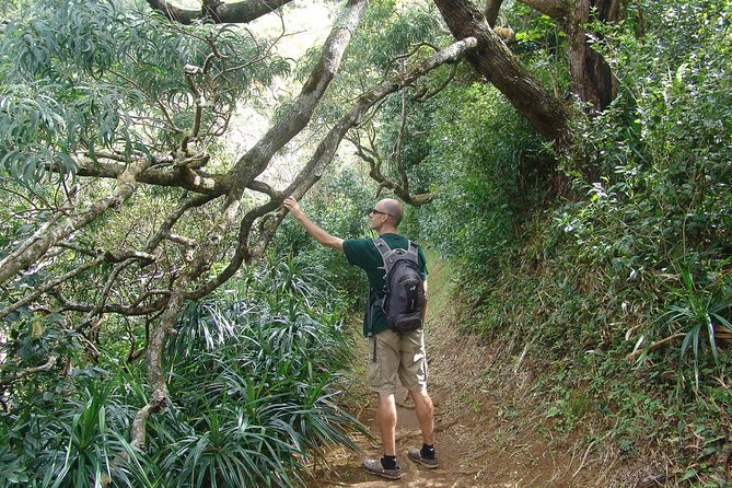 Oahu Volcanic Rainforest Hiking Adventure - Timing, gear, and practical details