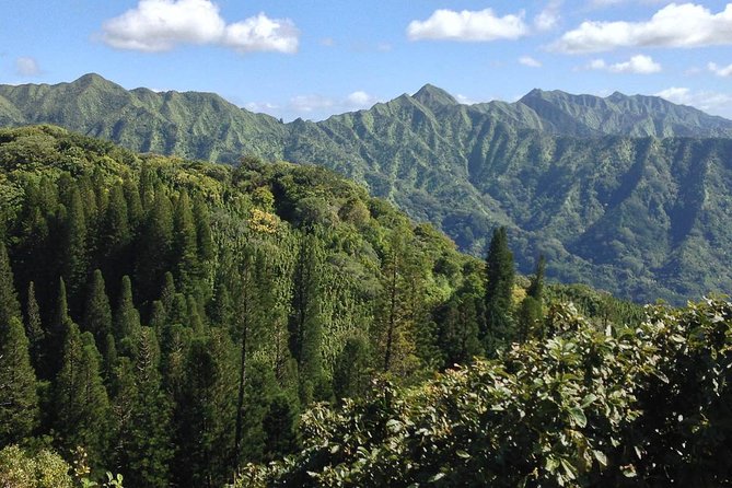Oahu Volcanic Rainforest Hiking Adventure - Who will enjoy this hike most