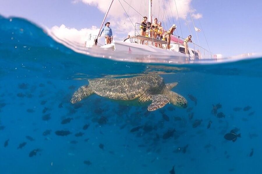 Oahu: Waikiki Turtle Snorkeling Adventure Cruise - Key points to know before you book