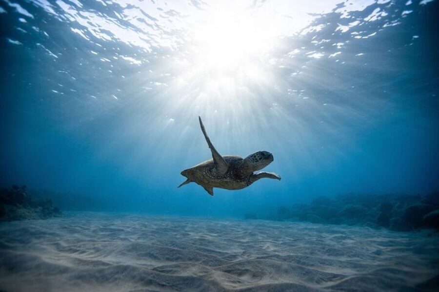 Oahu: Waikiki Turtle Snorkeling Adventure Cruise - The snorkeling session and its limits