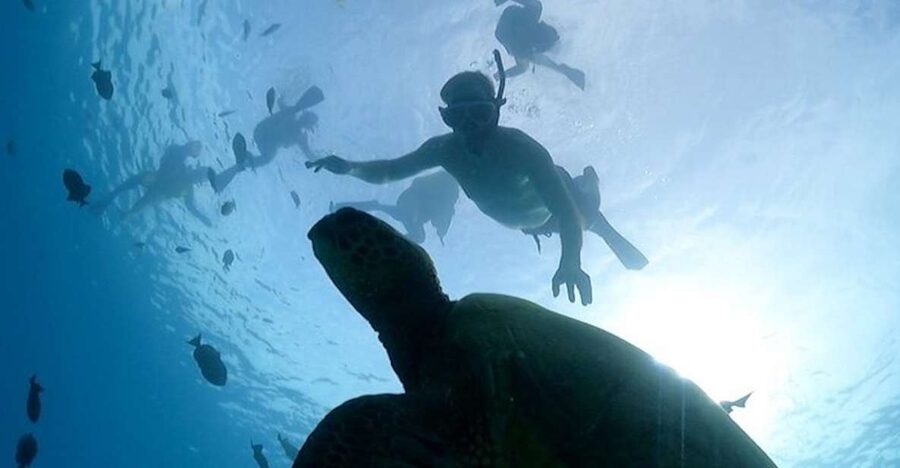 Oahu: Waikiki Turtle Snorkeling Adventure Cruise - Setting sail from the pink catamaran