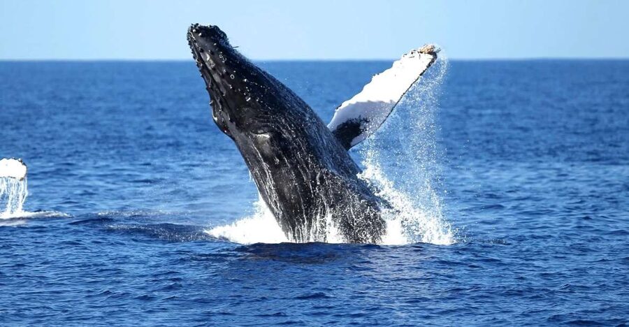 Oahu: Waikiki Whale Watching Cruise - Key Points to Know Before You Go