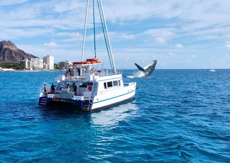 Oahu: Waikiki Whale Watching Cruise - Choosing Between the Two Decks and Lower Cabin