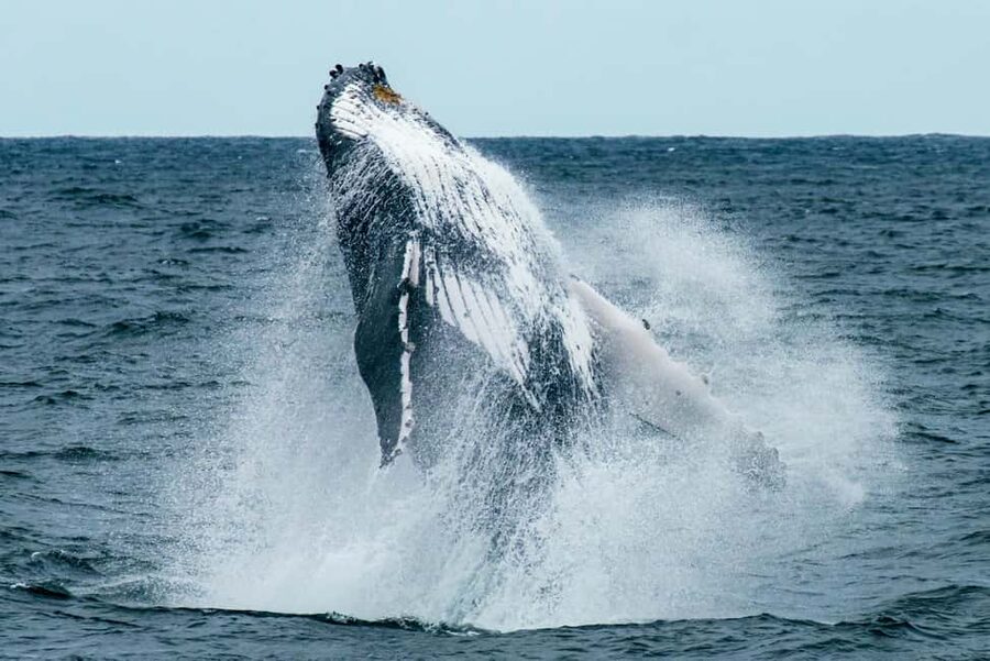 Oahu: Waikiki Whale Watching Cruise - Snacks, Drinks, Music, and the Onboard Mood