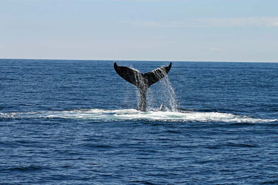 Oahu: Waikiki Whale Watching Cruise - Who Will Enjoy This Cruise Most?