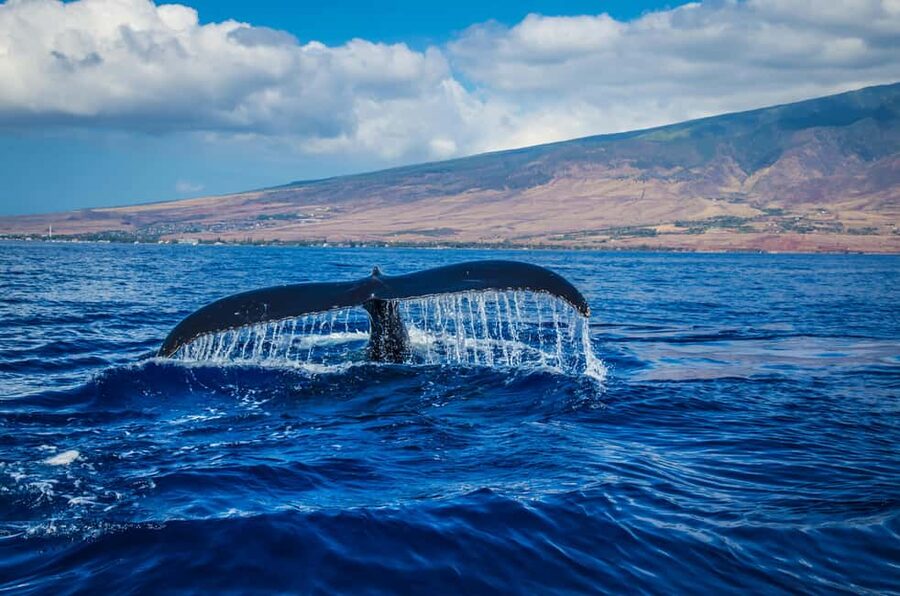 Oahu: Waikiki Whale Watching Cruise - Seeing Whales Above and Below the Surface