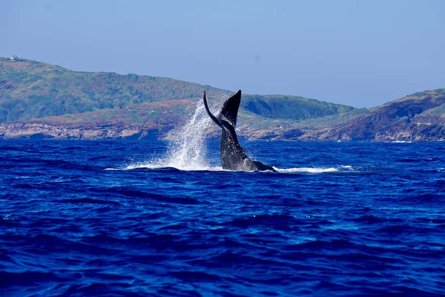 Oahu: Whale Watching Cruise Whales Guaranteed - What happens between Waikiki Beach and Diamond Head