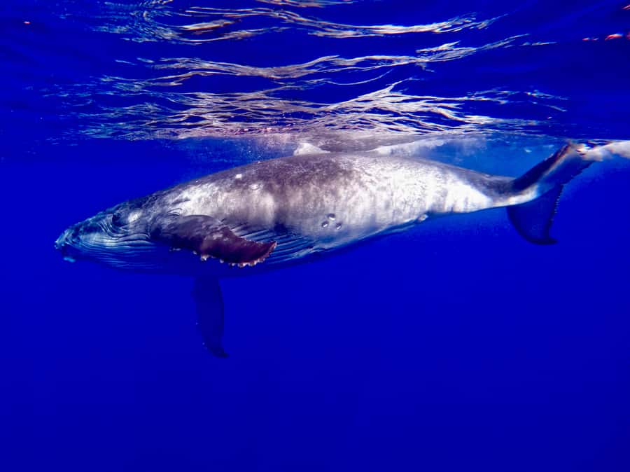 Oahu: Whale Watching Cruise Whales Guaranteed - Sunset adds value beyond the wildlife