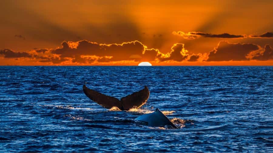 Oahu: Whale Watching Cruise Whales Guaranteed - The best part is the search for humpbacks